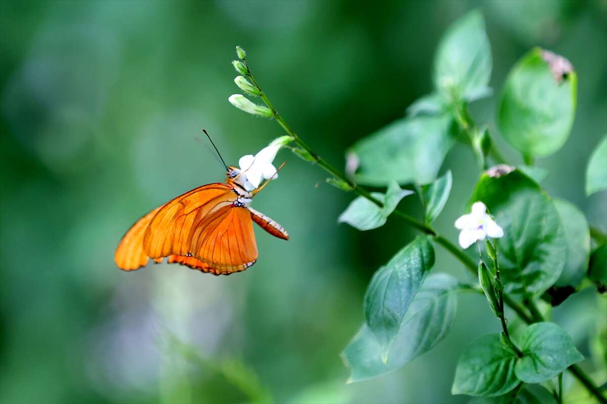 Şebi Arus için gelenler Konya’nın ünlü mekanında huzur bulacak 21